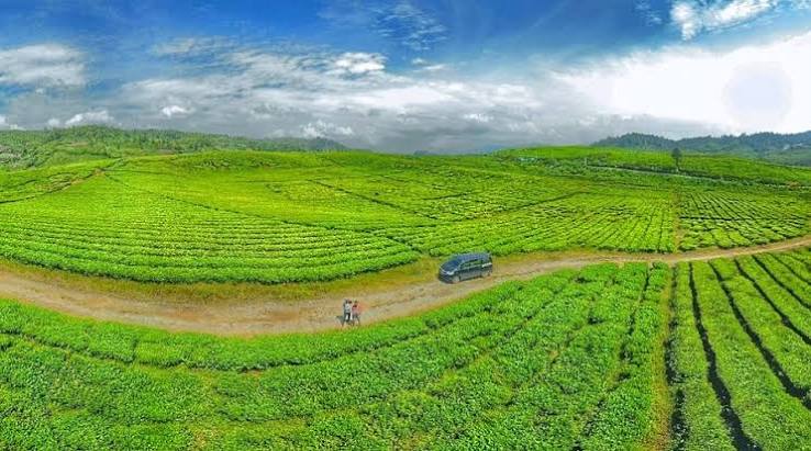 Kebun Teh Alahan Panjang